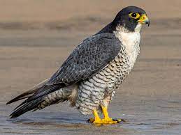 Animals (Birds world cup) - 2